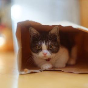 猫が『袋の中に入りたがる』4つの理由 なぜ興味を示すの?安全対策のポイントも