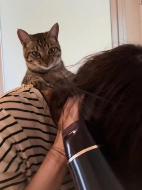 カメラ目線の猫