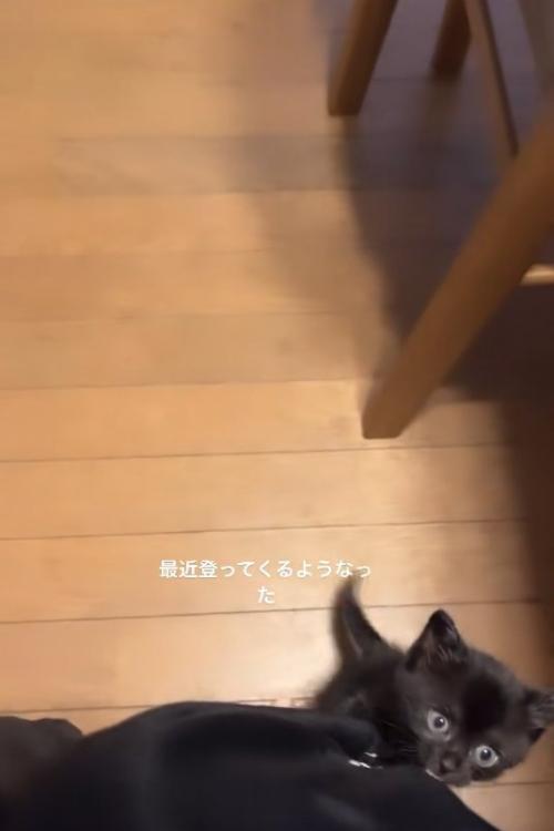 飼い主の足に両前足を引っ掛けている黒猫
