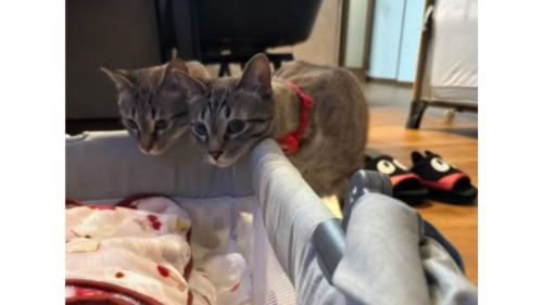 猫と赤ちゃん