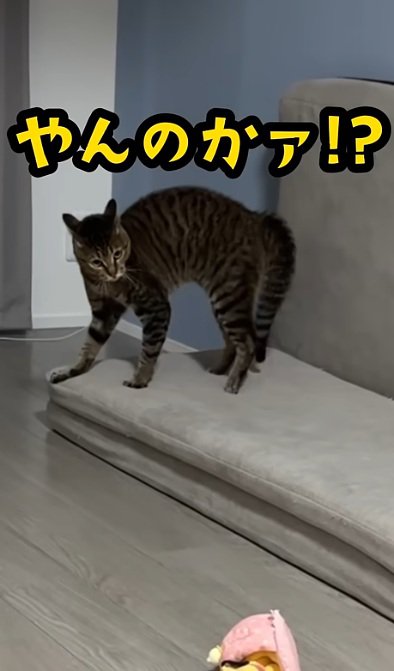 威嚇をする猫