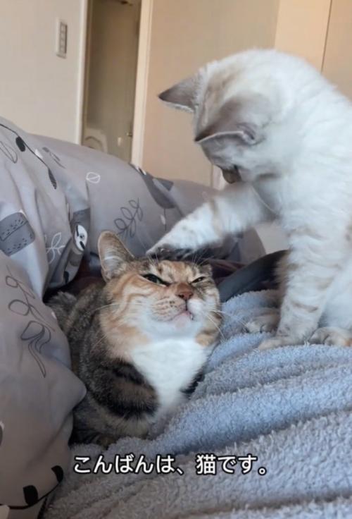 先輩猫の頭をポンポンする子猫