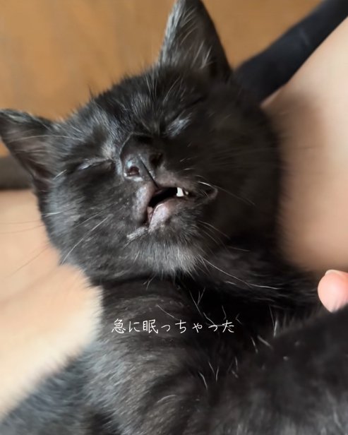 膝の上に乗っている目を閉じた黒猫「急に眠っちゃった」