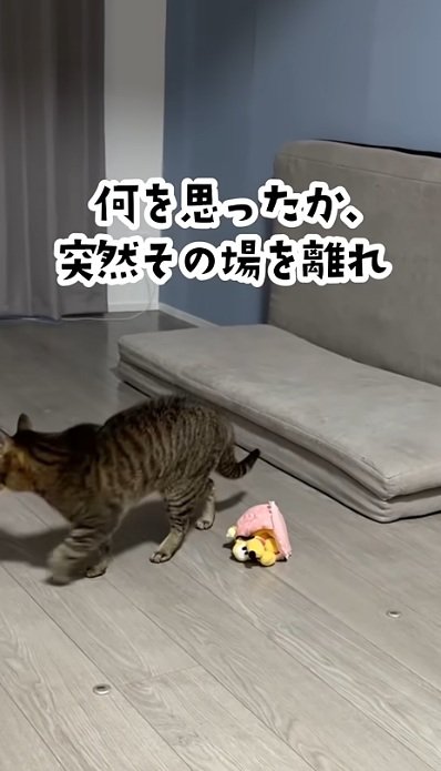 ぬいぐるみで遊んでいる猫