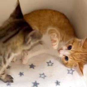 仲間と出会った保護子猫→みんなで遊ばせようとしたら…ずっと見ていたくなる『はじめましての光景』に反響「馴染んでる」「仲良くなれそう」