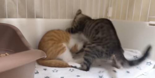 取っ組み合いをしている2匹の子猫