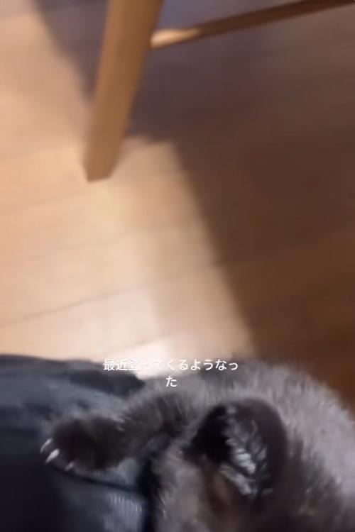 飼い主の膝の上によじ登っている黒猫（顔見切れ）