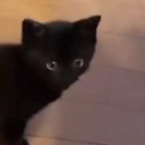飼い主を見つめる『赤ちゃん猫』→『おいで』と声をかけられると…キュンとくる『尊すぎる行動』に1万いいね「疲れ吹っ飛ぶなぁ~」「反則」