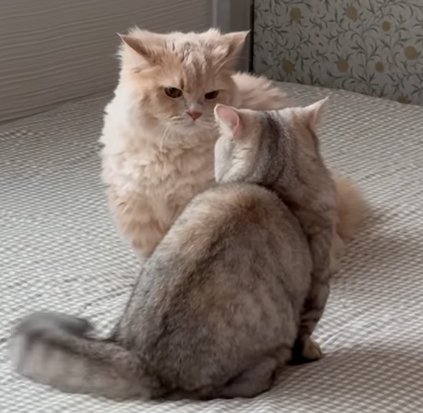 手前の猫が左側に尻尾をふり睨み合い