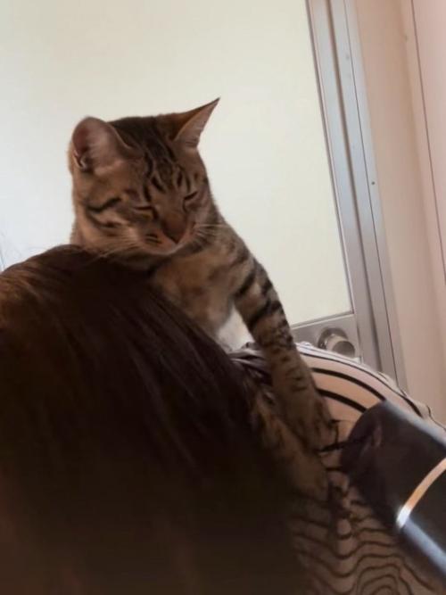 目を細める猫