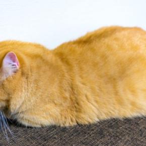 猫が物に頭を押し当てる『ヘッドプレッシング』が危険な理由3つ 見逃せない症状や取るべき対処法も解説