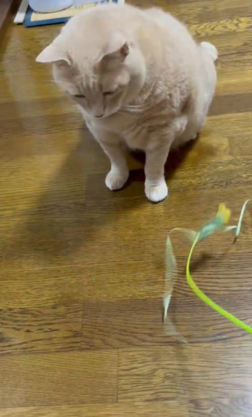 おもちゃを目で追う猫