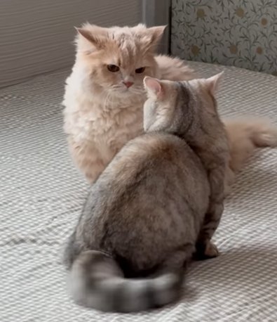 手前の猫が右側に尻尾を振りながら睨み合い