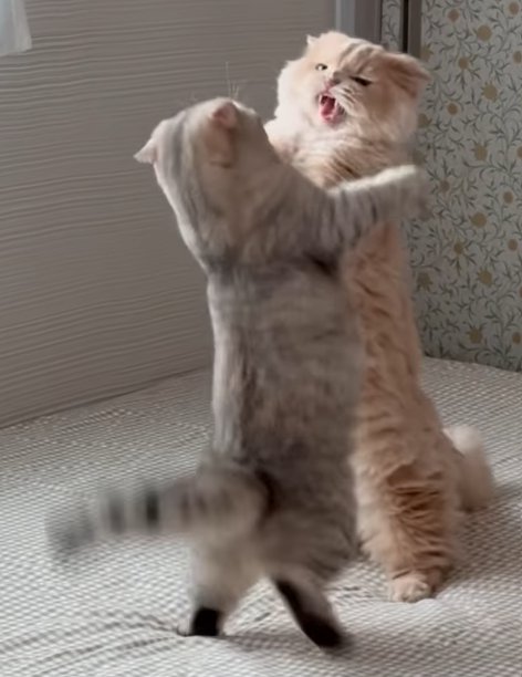 手前の猫が尻尾を水平に伸ばし取っ組み合う2匹の猫