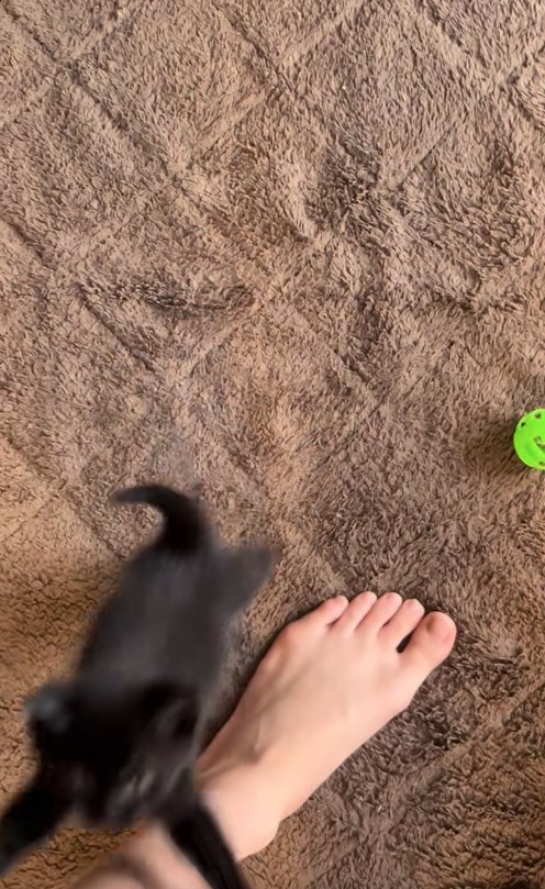素足の飼い主に飛びかかっている黒猫