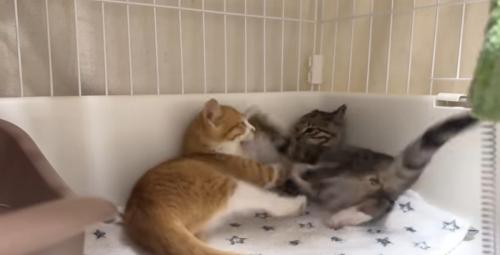 取っ組み合いをしている2匹の子猫