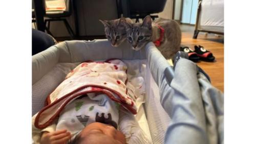 猫と赤ちゃん