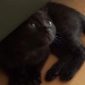 ソファの下にいた『生後1か月の子猫』→まるで忍者のような『可愛すぎる走り方』に「おもしろすぎ~」「修行中かなw」と癒される人が続出