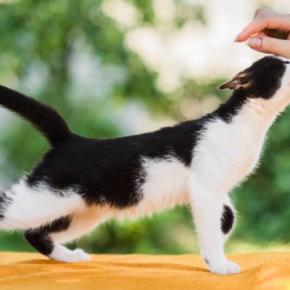 猫の『しっぽ』に表れる5つの心理 気持ちを読み解くコツから上手な接し方まで