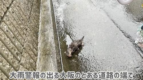 雨の中の子猫
