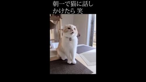 見上げて鳴く姿