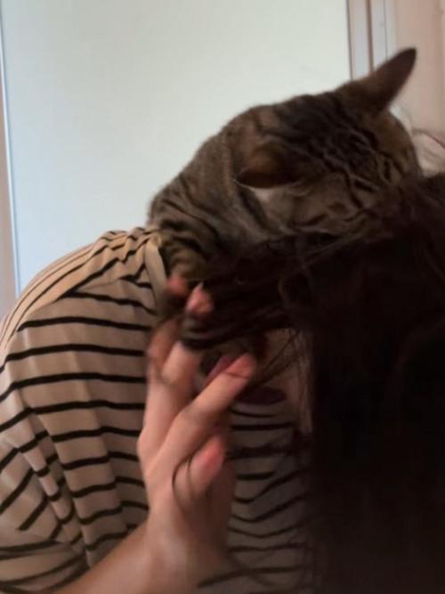 人の髪の毛を噛む猫