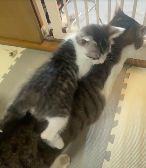 じっとする先住猫と遊んでいる子猫