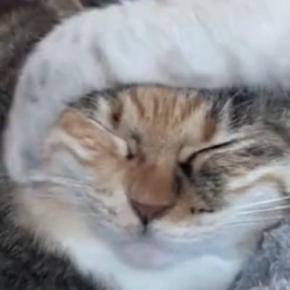 子猫にしつこく絡まれる先輩猫→『我慢の限界』に達した結果…衝撃の光景が89万再生「爆発してて笑ったw」「パワーがすごいw」と爆笑の声