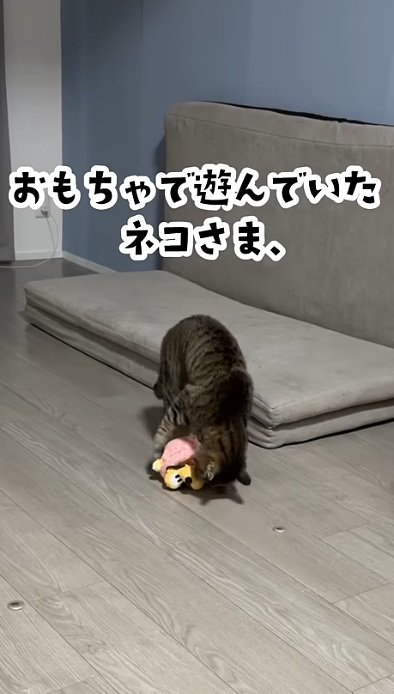 ぬいぐるみで遊んでいる猫