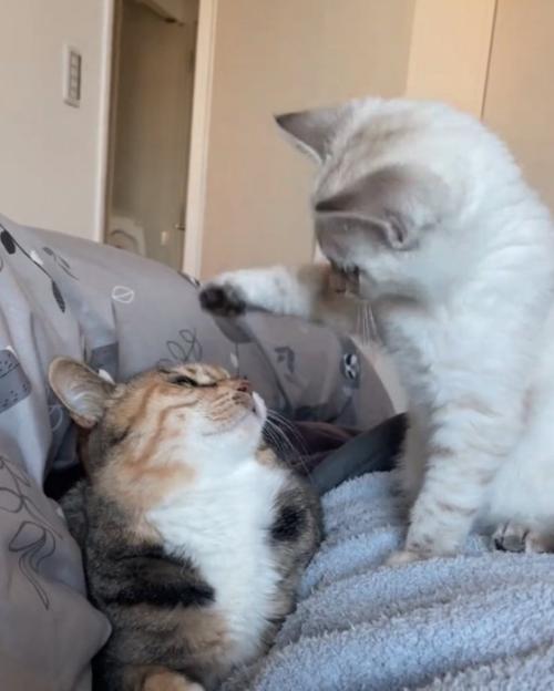 前足を上げる子猫