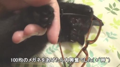 メガネに夢中のロコちゃん%%