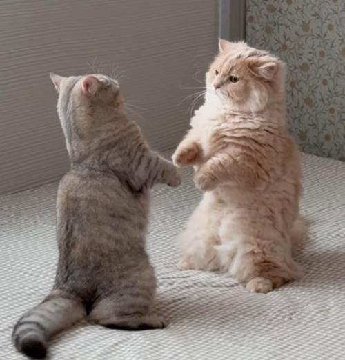 二本足で立つ2匹の猫