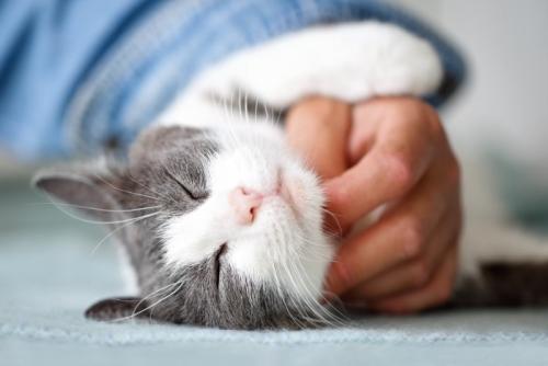 飼い主に撫でられてご満悦な猫