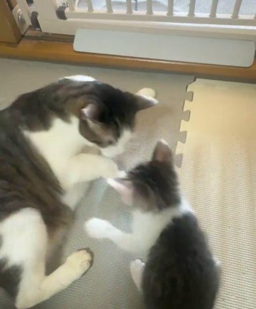 向かい合う先住猫と子猫
