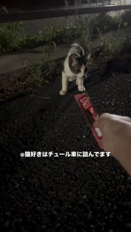 おそるおそる近付く子猫