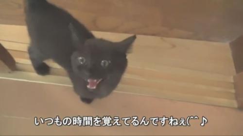ごはんをおねだりするロコちゃん