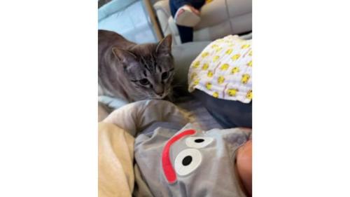 猫と赤ちゃん
