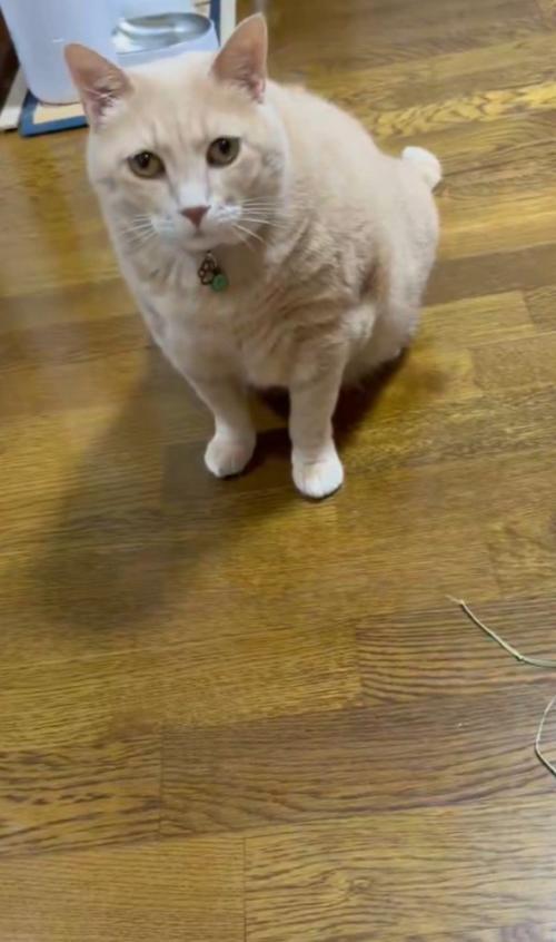 見上げる猫