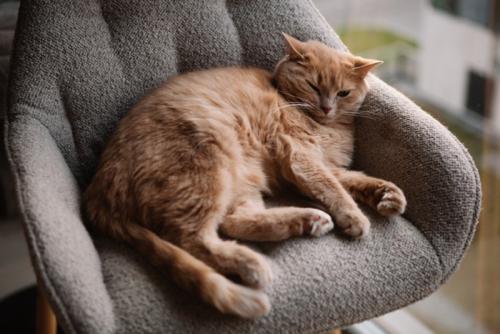 くつろぐ猫