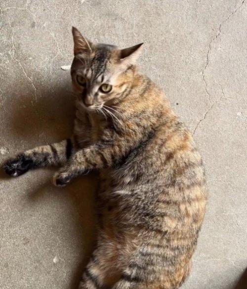 床でくつろぐ母猫