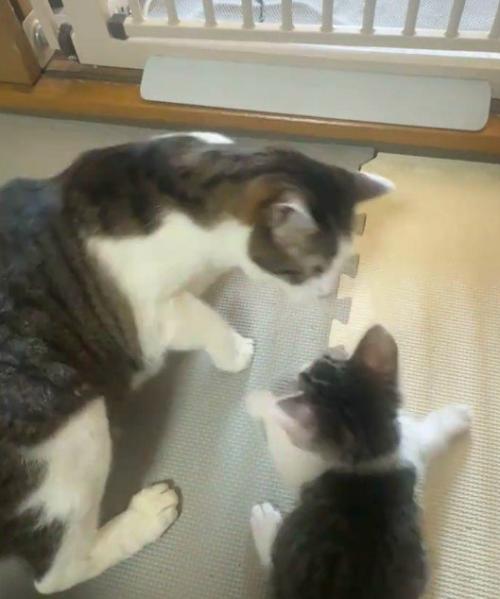 かがむ先住猫と立ち上がる子猫