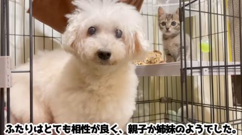 正面を見ている犬と子猫