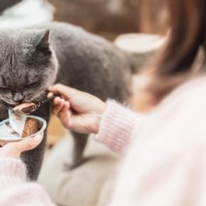 猫の寿命に悪影響を与える『親バカ行為』3選 起こりうるトラブルから適切な関わり方まで