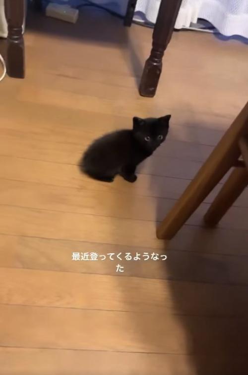 フローリングの上でお座りをしている黒猫