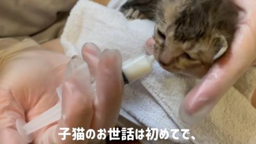 ミルクを飲む子猫