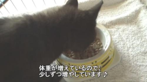 ごはんを食べるロコちゃん