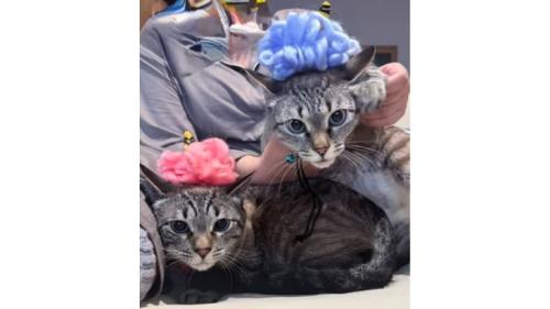 室内にいる猫