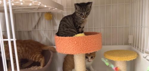ケージの中にいる3匹の子猫