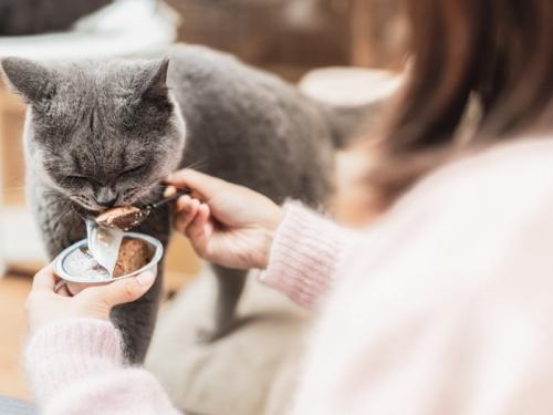 スプーンで食べさせてもらう猫