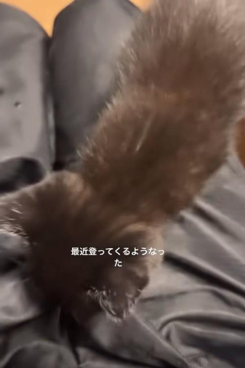 飼い主の膝の上にいる黒猫